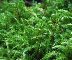 Attēlu rezultāti vaicājumam “Cirriphyllum piliferum sporophyte”