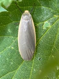 Attēlu rezultāti vaicājumam “Eilema griseola larva”