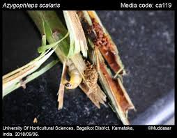 Attēlu rezultāti vaicājumam “Stemonitopsis aequalis (var. aequalis) stalked”