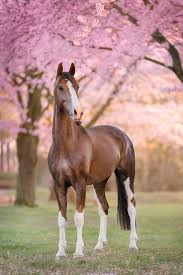 Afbeeldingsresultaat voor paarden