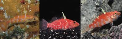 Attēlu rezultāti vaicājumam “Petractis sp.”