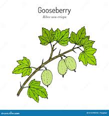 Attēlu rezultāti vaicājumam “Ribes uva-crispa leaf”