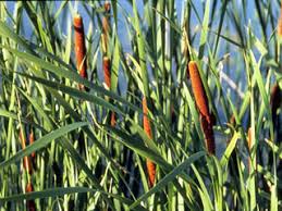 Attēlu rezultāti vaicājumam “Typha angustifolia  leaf”