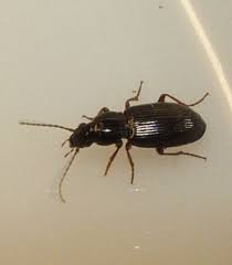 Attēlu rezultāti vaicājumam “Pterostichus aterrimus”