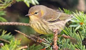 Image result for Dendroica tigrina