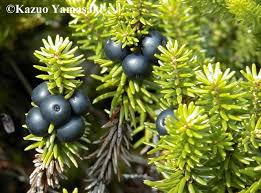 Attēlu rezultāti vaicājumam “Empetraceae”