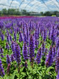 Image result for Salvia nemorosa