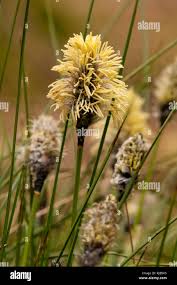 Attēlu rezultāti vaicājumam “Carex caryophyllea”