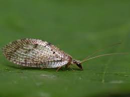 Attēlu rezultāti vaicājumam “Hemerobius perelegans”