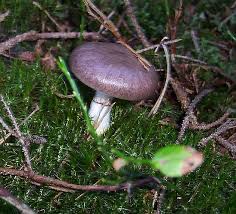 Image result for GemüseeuleGrüßle