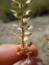 Attēlu rezultāti vaicājumam “Lepidium densiflorum flower”