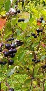 Attēlu rezultāti vaicājumam “Aronia melanocarpa bud”