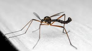 Attēlu rezultāti vaicājumam “Dictenidia bimaculata male”