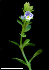Attēlu rezultāti vaicājumam “Veronica serpyllifolia leaf”