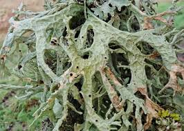 Attēlu rezultāti vaicājumam “Evernia prunastri”