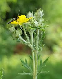 Attēlu rezultāti vaicājumam “Potentilla argentea flower”