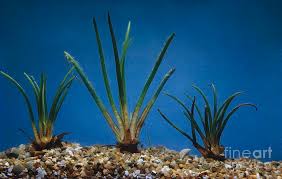 Attēlu rezultāti vaicājumam “Isoetes lacustris”