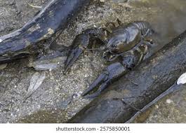 Attēlu rezultāti vaicājumam “Astacus astacus”