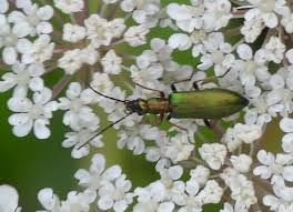 Attēlu rezultāti vaicājumam “Chrysanthia viridissima”