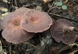 Attēlu rezultāti vaicājumam “Russulales”