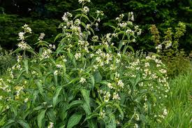 Attēlu rezultāti vaicājumam “Vincetoxicum hirundinaria leaf”