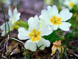 Attēlu rezultāti vaicājumam “Primulaceae”