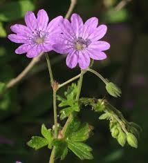 Attēlu rezultāti vaicājumam “Geraniaceae”