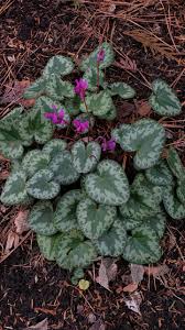 Attēlu rezultāti vaicājumam “Cyclamen hederifolium”