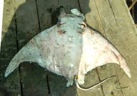 Image result for Mobula tarapacana