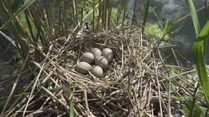 Attēlu rezultāti vaicājumam “Fulica atra eggs”