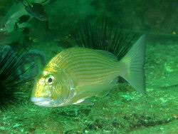 Image result for Rhabdosargus holubi