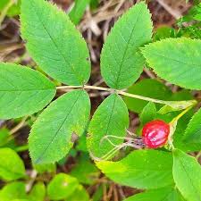Attēlu rezultāti vaicājumam “Rosa glabrifolia”