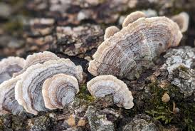 Attēlu rezultāti vaicājumam “Stereum fasciatum”