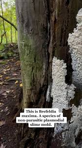 Attēlu rezultāti vaicājumam “Brefeldia maxima young”