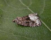 Attēlu rezultāti vaicājumam “Protodeltote pygarga”