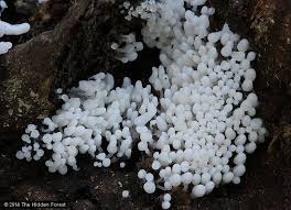 Attēlu rezultāti vaicājumam “Arcyria denudata spores”