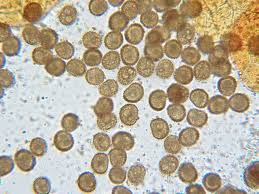 Attēlu rezultāti vaicājumam “Acaulon muticum”