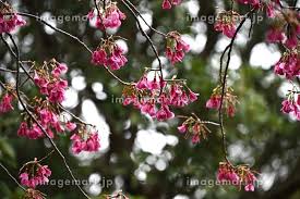 Image result for 緋寒桜