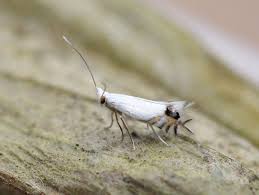 Attēlu rezultāti vaicājumam “Lyonetiidae”