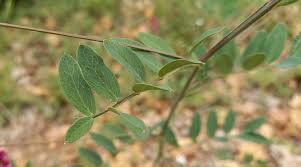 Attēlu rezultāti vaicājumam “Lathyrus niger leaf”