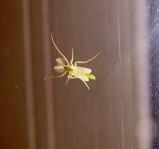 Attēlu rezultāti vaicājumam “Tanytarsus”