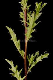 Attēlu rezultāti vaicājumam “Cirsium arvense leaf”