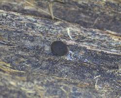 Attēlu rezultāti vaicājumam “Physarum bryomacrocarpum sessile”