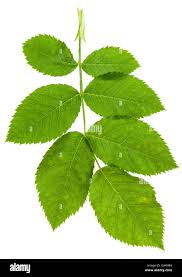 Attēlu rezultāti vaicājumam “Rosa subcanina leaf”