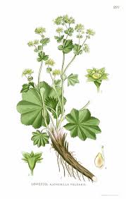 Image result for Alchemilla vulgaris