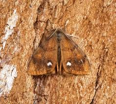 Attēlu rezultāti vaicājumam “Orgyia antiqua”