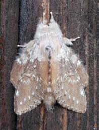 Attēlu rezultāti vaicājumam “Thyatira batis imago”