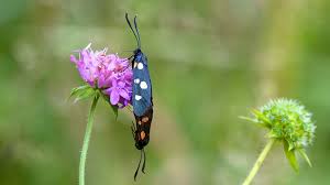 Attēlu rezultāti vaicājumam “Zygaena sp.”
