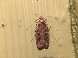 Attēlu rezultāti vaicājumam “Agonopterix ciliella imago”