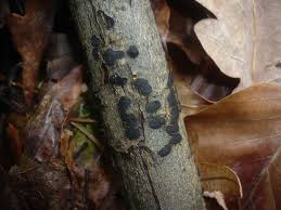 Attēlu rezultāti vaicājumam “Diatrype disciformis”